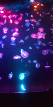 すみだ水族館に投稿された画像（2020/9/30）