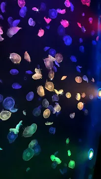 すみだ水族館に投稿された画像（2020/9/30）