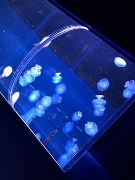 すみだ水族館に投稿された画像（2020/9/30）