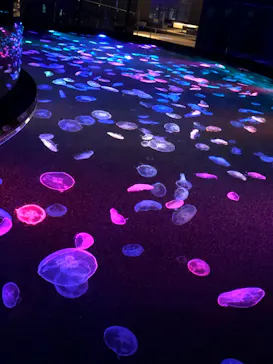 すみだ水族館に投稿された画像（2020/9/30）