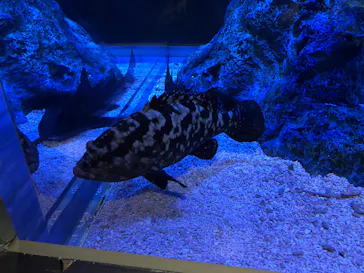 すみだ水族館に投稿された画像（2020/9/30）