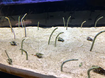 すみだ水族館に投稿された画像（2020/9/30）