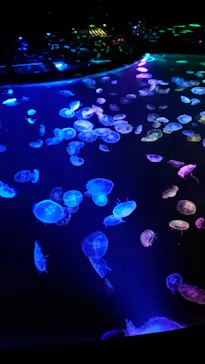 すみだ水族館に投稿された画像（2020/9/30）