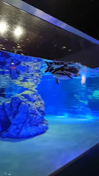 すみだ水族館に投稿された画像（2020/9/30）