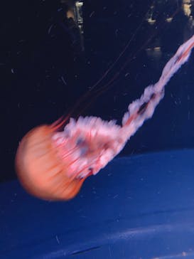 京都水族館に投稿された画像（2020/10/1）
