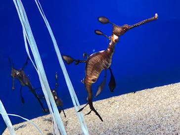 サンシャイン水族館に投稿された画像（2020/10/1）