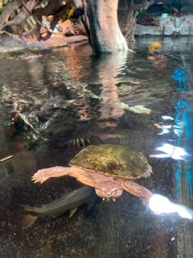 サンシャイン水族館に投稿された画像（2020/10/1）