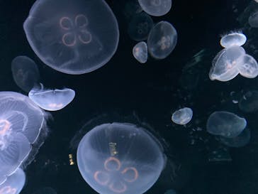 サンシャイン水族館に投稿された画像（2020/10/1）