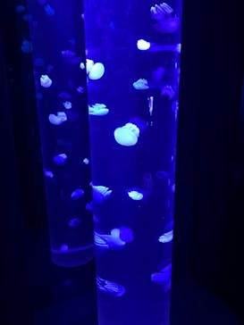 サンシャイン水族館に投稿された画像（2020/10/1）