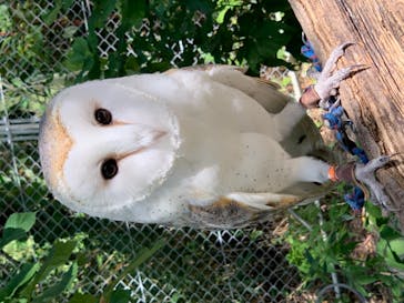 しろとり動物園に投稿された画像（2020/10/1）