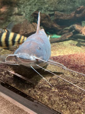 サンシャイン水族館に投稿された画像（2020/10/1）