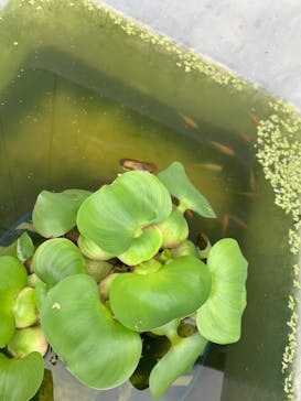 日本そば打ち名人会 江戸川工房に投稿された画像（2020/10/1）