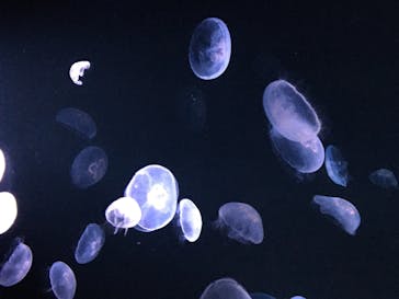 サンシャイン水族館に投稿された画像（2020/10/1）