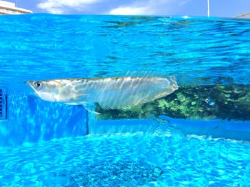 サンシャイン水族館に投稿された画像（2020/10/1）