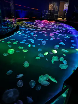 すみだ水族館に投稿された画像（2020/10/1）