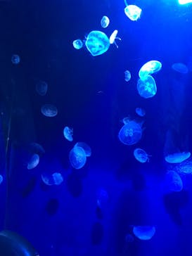 サンシャイン水族館に投稿された画像（2020/10/1）