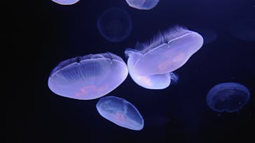 サンシャイン水族館に投稿された画像（2020/10/2）