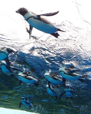 サンシャイン水族館に投稿された画像（2020/10/2）