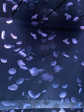 サンシャイン水族館に投稿された画像（2020/10/2）