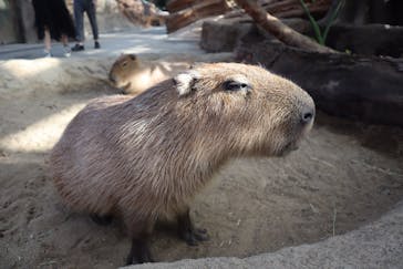 神戸どうぶつ王国に投稿された画像（2020/10/2）