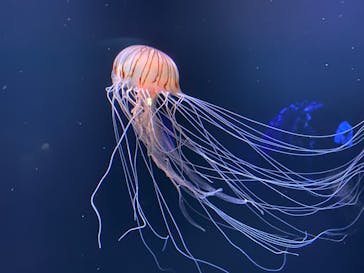 サンシャイン水族館に投稿された画像（2020/10/2）