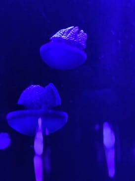 サンシャイン水族館に投稿された画像（2020/10/2）