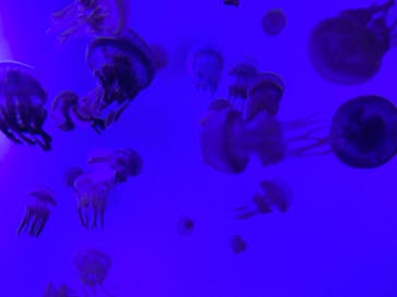 サンシャイン水族館に投稿された画像（2020/10/2）