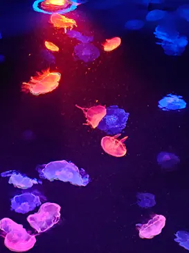 すみだ水族館に投稿された画像（2020/10/2）