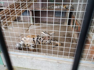 しろとり動物園に投稿された画像（2020/10/3）