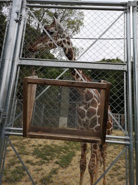 しろとり動物園に投稿された画像（2020/10/3）