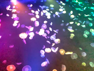 すみだ水族館に投稿された画像（2020/10/3）