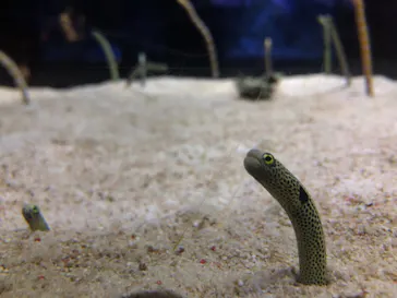 すみだ水族館に投稿された画像（2020/10/3）