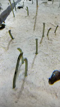 すみだ水族館に投稿された画像（2020/10/3）