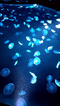 すみだ水族館に投稿された画像（2020/10/3）