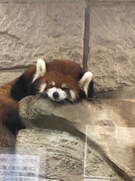 天王寺動物園に投稿された画像（2020/10/3）