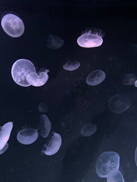 サンシャイン水族館に投稿された画像（2020/10/3）