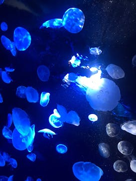 サンシャイン水族館に投稿された画像（2020/10/3）