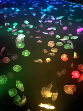 すみだ水族館に投稿された画像（2020/10/3）