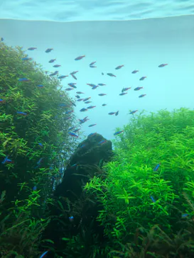 すみだ水族館に投稿された画像（2020/10/3）