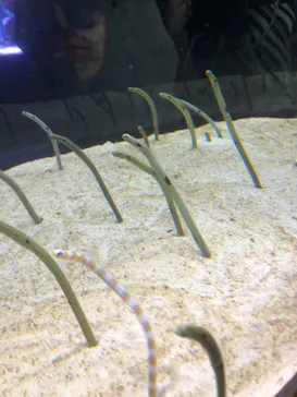 すみだ水族館に投稿された画像（2020/10/3）