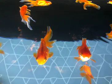 すみだ水族館に投稿された画像（2020/10/3）