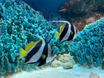 サンシャイン水族館に投稿された画像（2020/10/3）