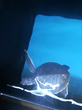 すみだ水族館に投稿された画像（2020/10/3）