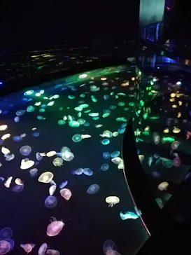 すみだ水族館に投稿された画像（2020/10/3）