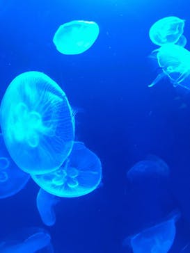 サンシャイン水族館に投稿された画像（2020/10/3）