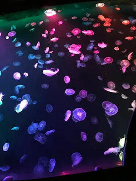 すみだ水族館に投稿された画像（2020/10/3）