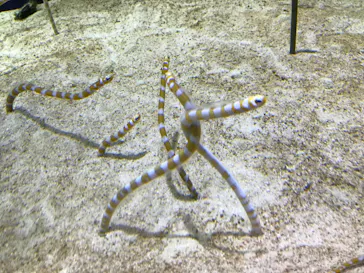 すみだ水族館に投稿された画像（2020/10/3）