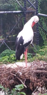 天王寺動物園に投稿された画像（2020/10/3）