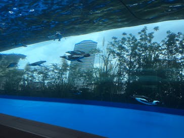 サンシャイン水族館に投稿された画像（2020/10/3）