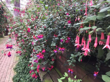 富士花鳥園に投稿された画像（2020/10/3）